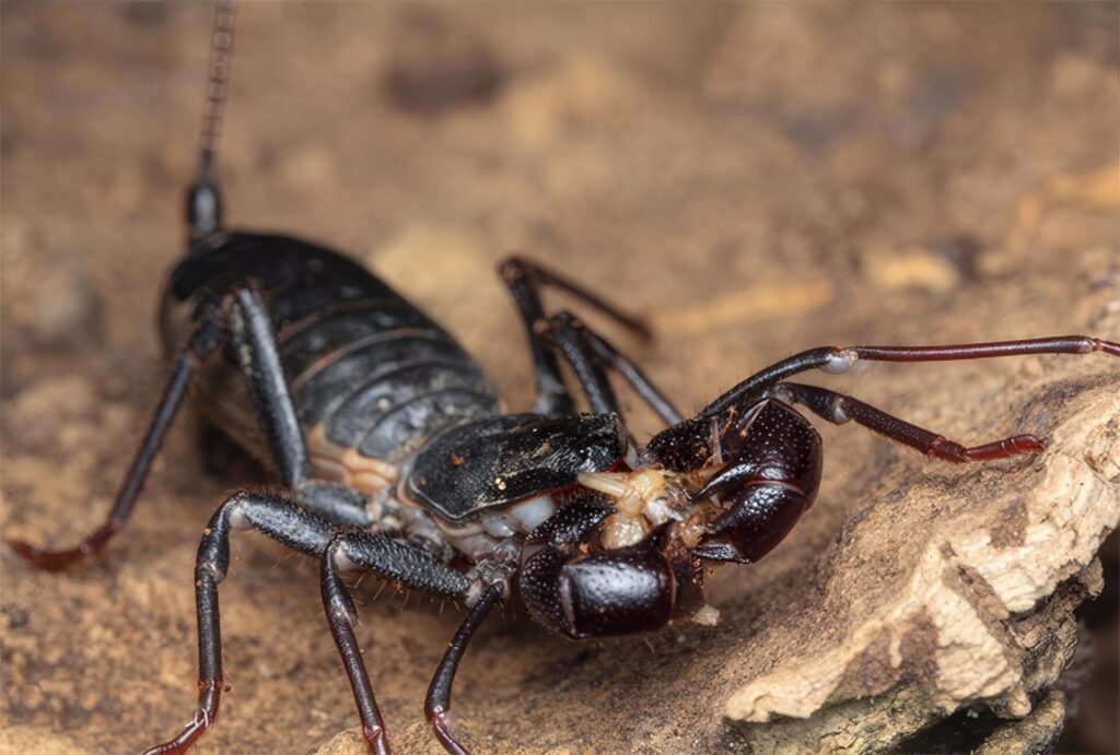 びっくり昆虫ランキング 　番外編③　サソリモドキ