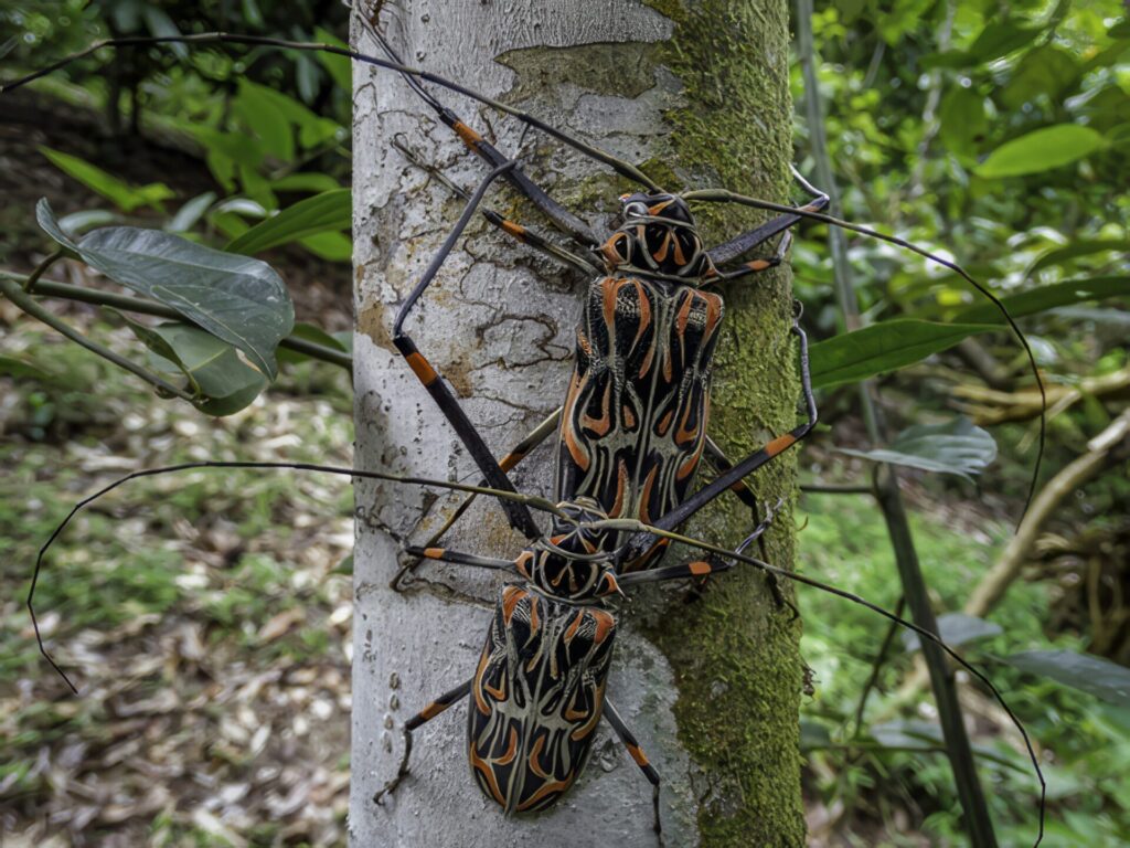 びっくり昆虫ランキング　第17位　テナガカミキリ