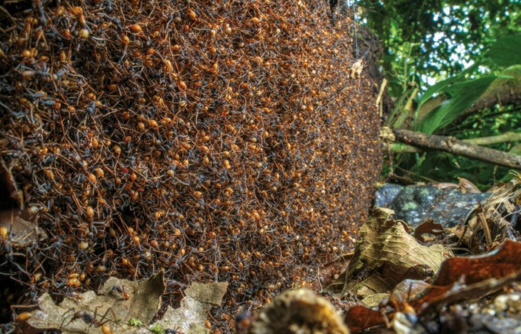 びっくり昆虫ランキング　第3位　バーチェルグンタイアリ2