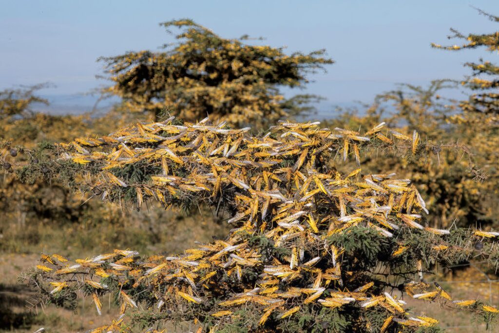 びっくり昆虫ランキング　第1位　サバクトビバッタ2
