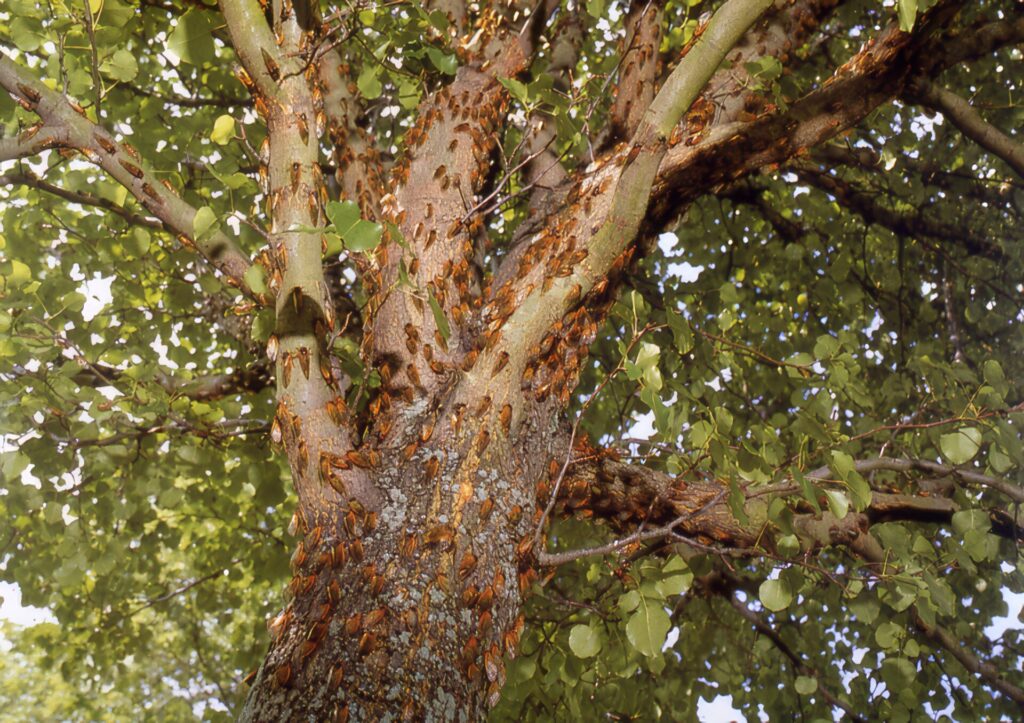 びっくり昆虫ランキング　第9位　ジュウシチネンゼミ2