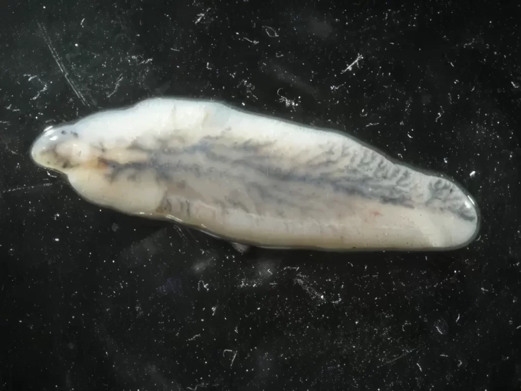 最凶寄生虫ランキング 第13位 肝吸虫