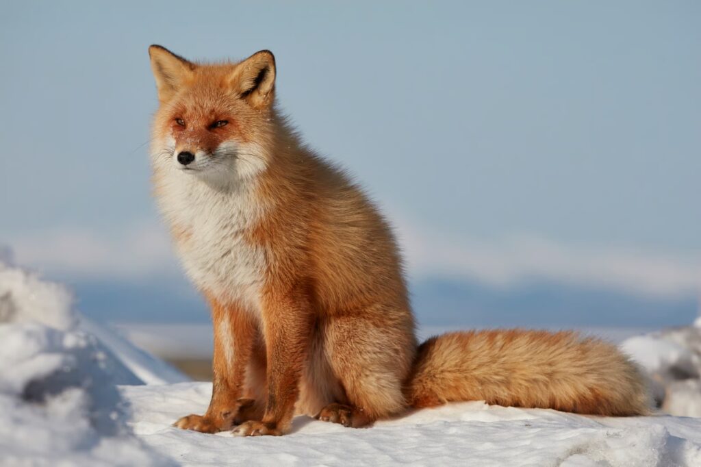 最凶寄生虫ランキング 第3位 エキノコックス キタキツネ