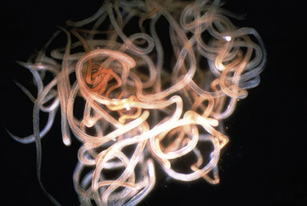 最凶寄生虫ランキング 第14位 回旋糸状虫