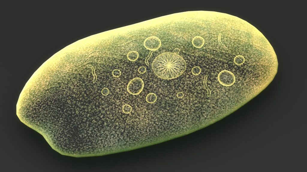 最凶寄生虫ランキング 第8位 赤痢アメーバ